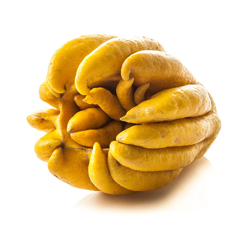 Fresh Buddha's Hands - Each - Image 3