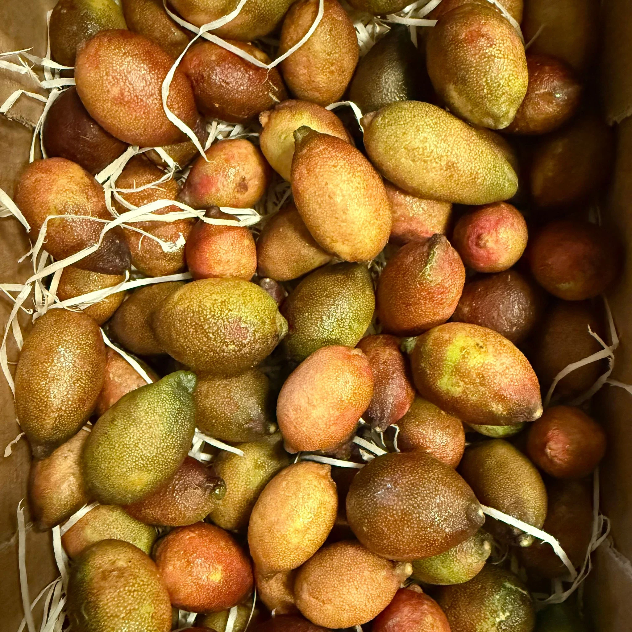 Fresh Finger Limes, Citrus Caviar - Image 5