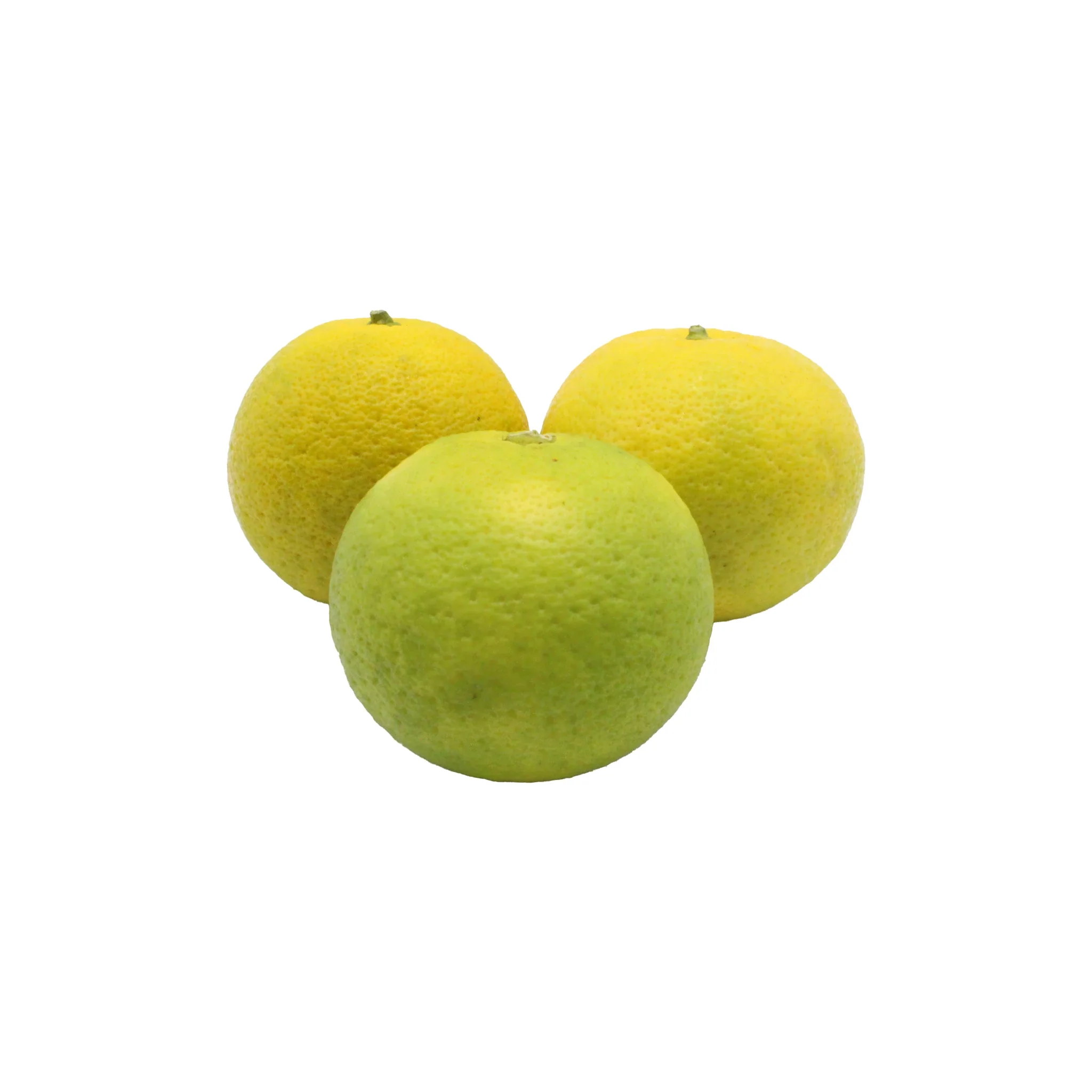 Fresh Kabosu - Image 3