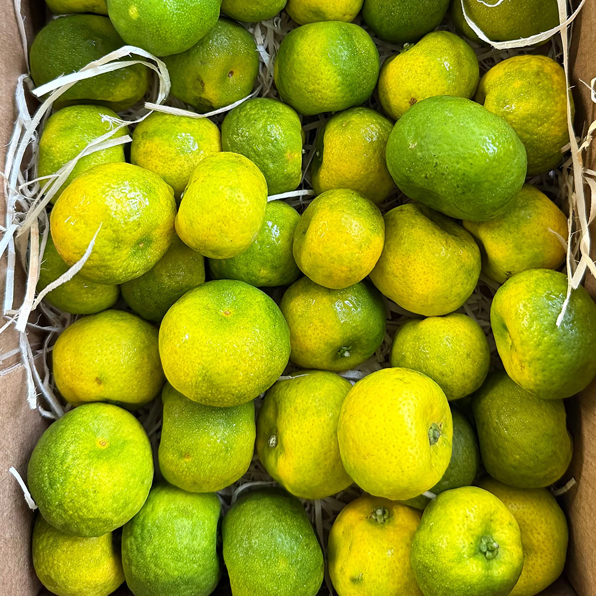 Fresh Shikuwasa Fruit - Image 8