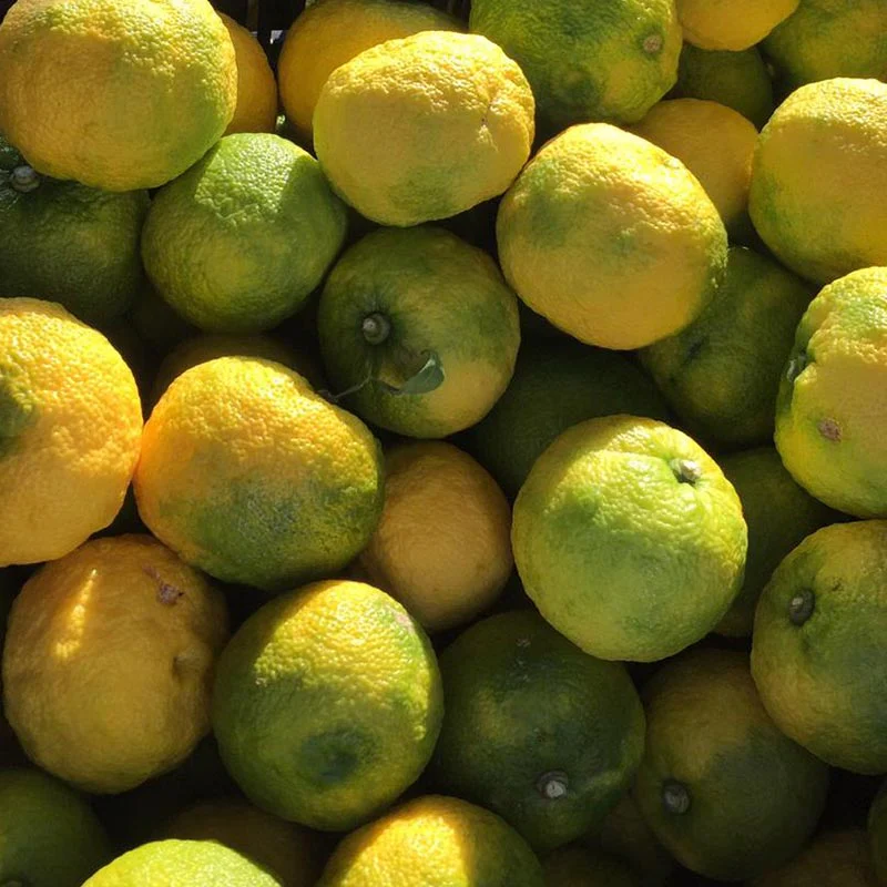 Fresh Yuzu - Image 6