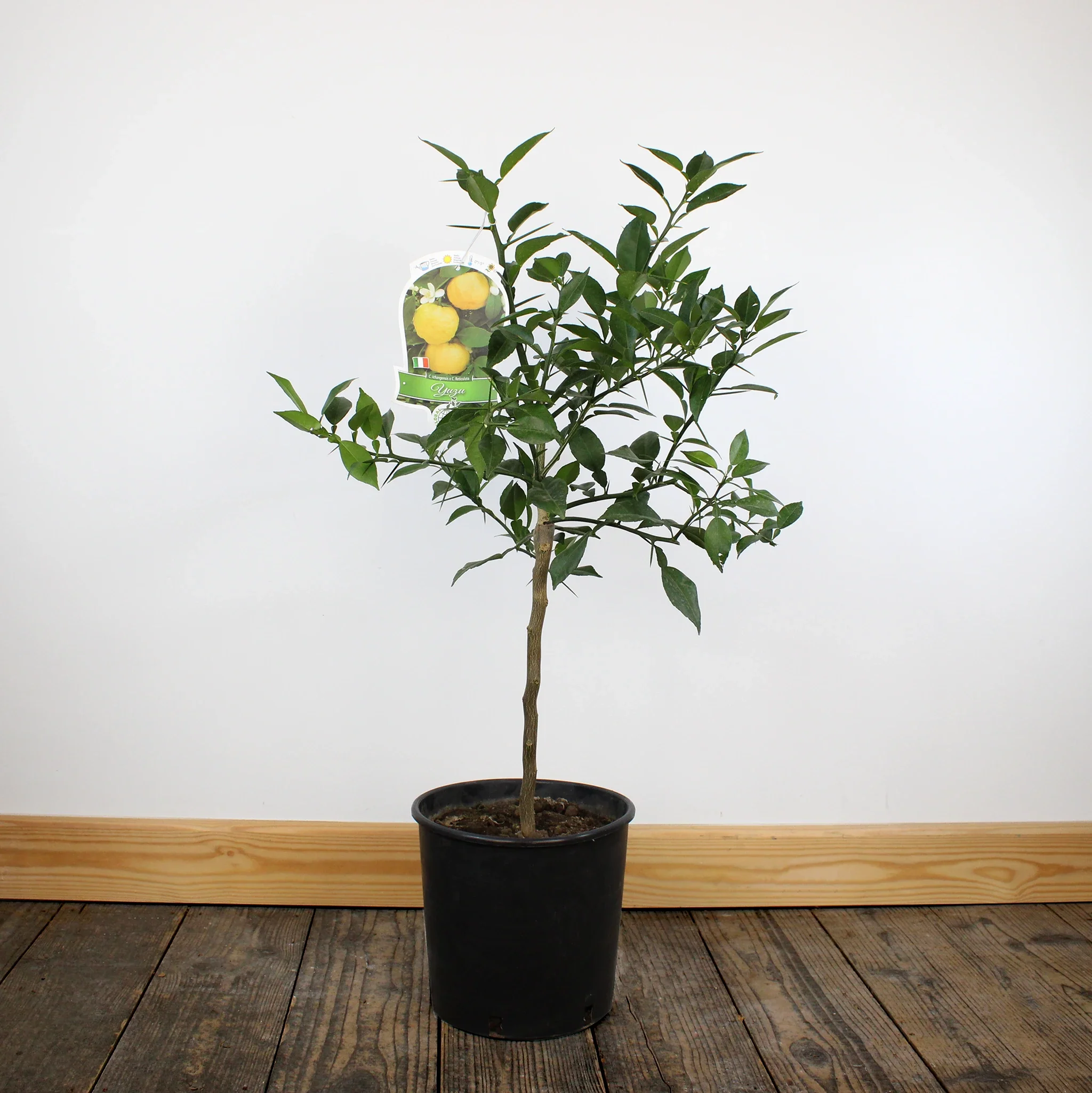 Yuzu Tree - Image 6